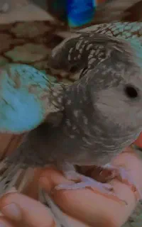 جوجه عروس معاوضه