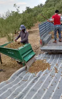 بادام پوست کن در حد نو