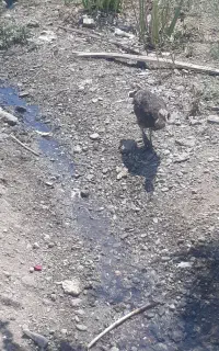 جوجه بوقلمون