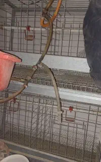 قفس مرغ