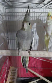 عروس هلندی دستی