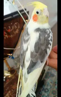 عروس گمشده