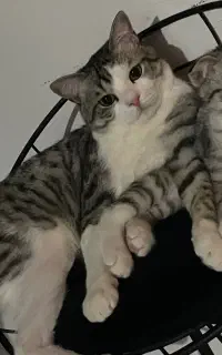 بچه گربه  گوش خمیده بسیار بسیار بانمک