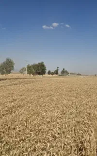 گندم اوکراینی