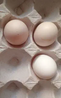 تخم مرغ محلی اصل