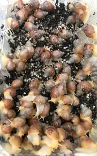 حلزون اچاتینا