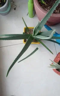 گل وگیاه