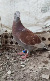 جوجه قورگی وسبز