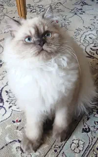 پیشی بریتیش white & grey چکمه پوش