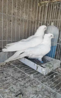 جفت سفید اراکی
