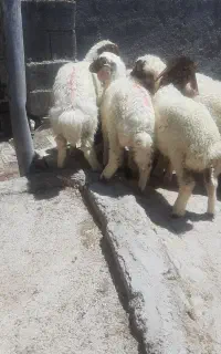 ۸ راس بره شیرمست باب پروار