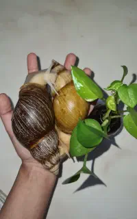 حلزون نژاد آچاتینا