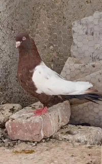 کبوتر سینه ای