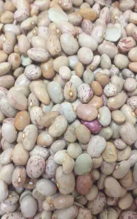 لوبیا چیتی و قرمز