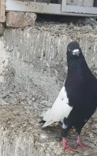کبوتر سیزده عدد همشون ناب