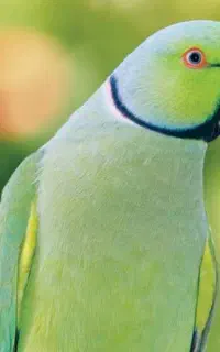 قبول واگذاری طوطی ملنگو، شاه طوطی و کاسکو