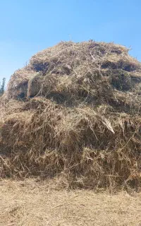 علف باغ