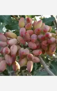 پیوند زنی پسته