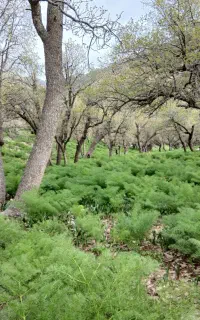 کاه یونجه تازه کمباین شده
