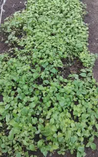 نهال کیوی تازه کاشت(شتیل)