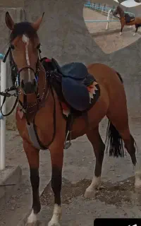 اسب مادیان پنج دنگ نیم