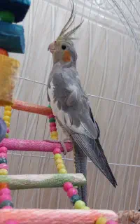 پرنده