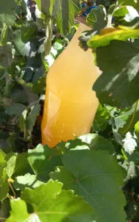 آبغوره خالص خالص بدون آب و نمک و تفاله