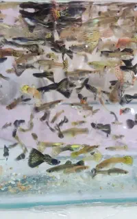 ماهی گوپی  وکت پوزه بوته ای نر