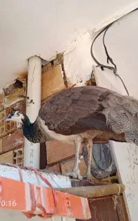طاووس ماده دوساله