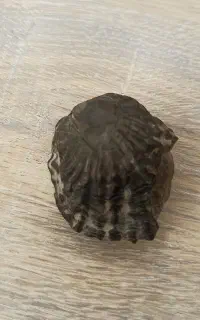فسیل صدف