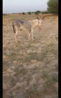 الاغ