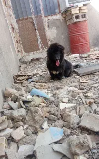 سگ پاکوتاه باهوش
