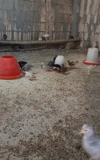 جوجه گلین