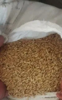 گندم