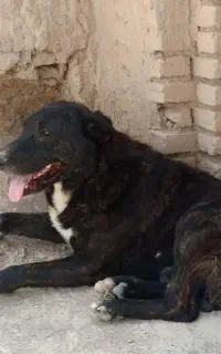 سگ سراب