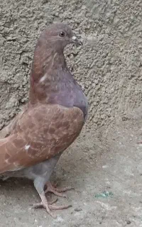 کبوتر ایرانی ک