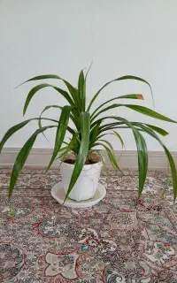 گلدان