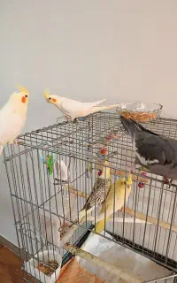 عروس هلندی