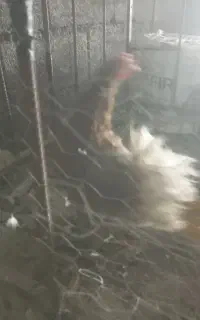 فروش مرغ گلین