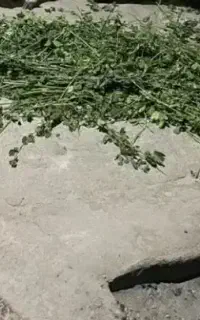 علف اسپست