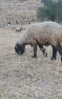 میش ترکی جفتی ۱۲۰
