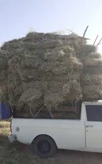 علف بیده