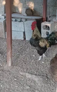 خروس
