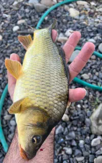 بچه ماهی کپور۴۰۰گرمی به بالا