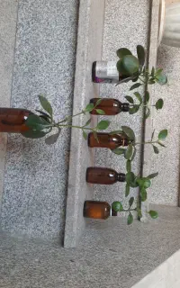 قاشقی گل