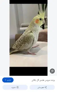 عروس هلندی گمشده