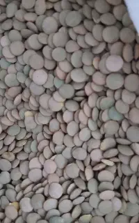 عدس پلویی