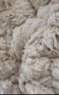 پشم امسال