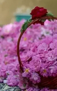 گلاب ناب محمدی