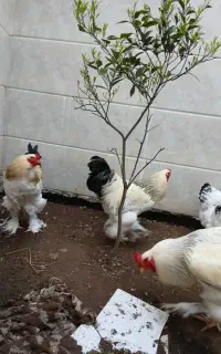 فروش ویژه جوجه برهما اصل
